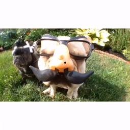 山哈草猴视频大全,趣味横生的动物世界