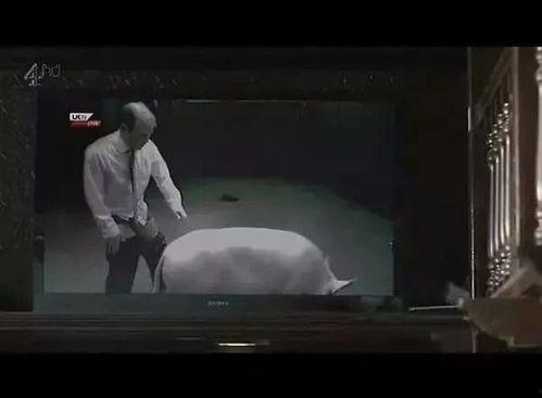 啪啪猪视频,趣味横生的动物世界