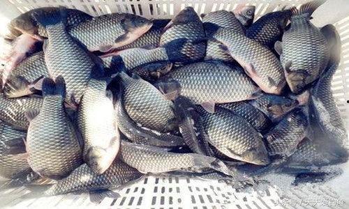 黑坑钓鲫鱼视频