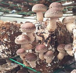 食用菌视频网,视频网带你领略菌类美食世界