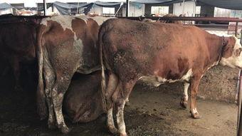 黄牛儿视频,揭秘幕后交易与疯狂市场