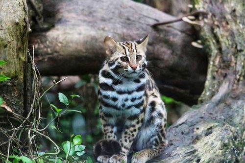 黄鼠狼抓鸡视频,捕猎瞬间惊心动魄